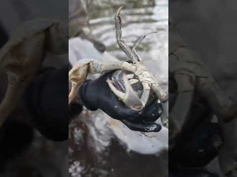 GIANT Crab Hunting 🦀 in Dominica Rainforest #shorts