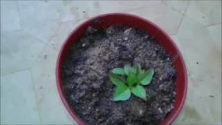 كيفية زراعة الريحان من البذور ورعايتها بأسهل الطرق How to grow basil