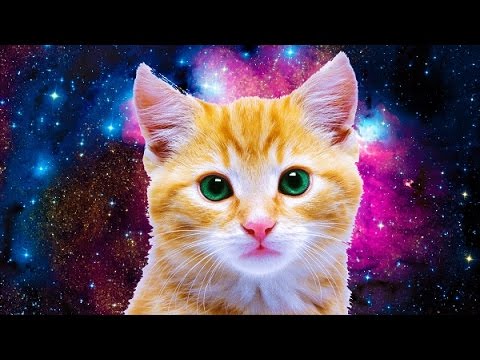 Top 10 Cutest  Cats  Ever YouTube