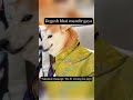 Dogesh bhai ka tower full_#funny _#labrador _#memes _#pets _#dogeshbhai_#dogeshorts _#dogeshbhai