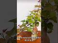 Turn a Kitchen Sweet Potato into a Lush Indoor Plant #shorts #trending #viral #youtubeshorts