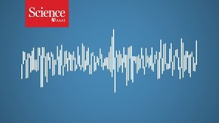 One of the loudest underwater sounds is made by an animal you wouldn’t expect