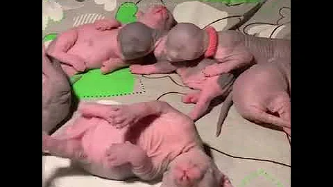 Video 11830211: sphinx cat, sphynx kitten, sphynx girl, sphynx boy, sphynxkitten, cat litter, cat old