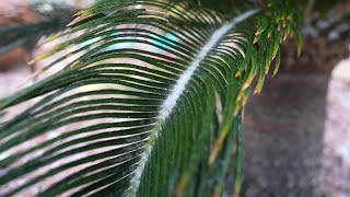 Don't let your trees freeze: tips to save your palm trees