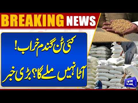 Massive Wheat Stocks Spoiled! Will Pakistan Face a Flour Shortage? | Breaking News