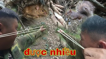 Bắn sóc chuột ăn mồi sắn trong rừng = ná cao su 