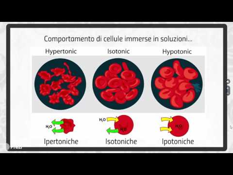 Video: Come si muovono le molecole attraverso una membrana selettivamente permeabile?