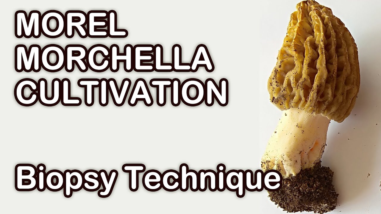 Morel Morchella Cultivation Sample Collecting Grow Mushrooms At Home