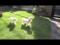 ワンワンくまちゃん