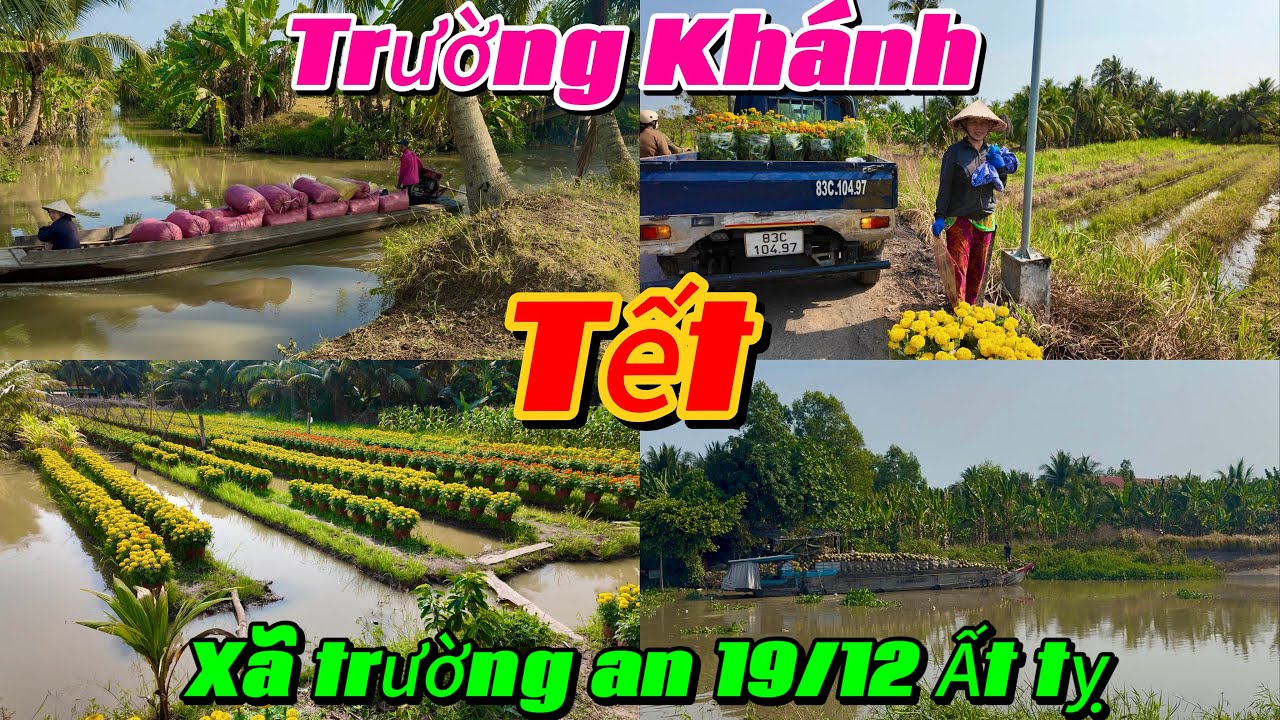 NGÀY TẾT - SÓC TRĂNG - XÃ TRƯỜNG KHÁNH SẮC XUÂN MIỆT VƯỜN 🌸 06/02/2026 🌸