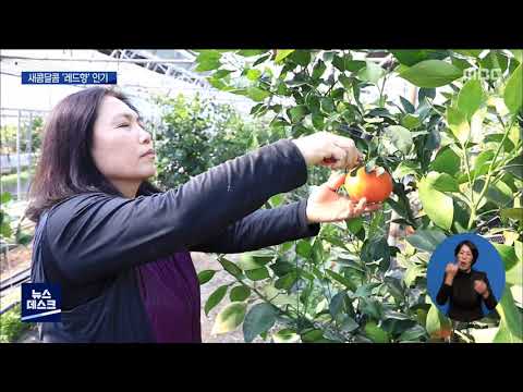 이번 설에는 <strong>아열대</strong> 과일 어때요?[목포MBC 뉴스데스크]