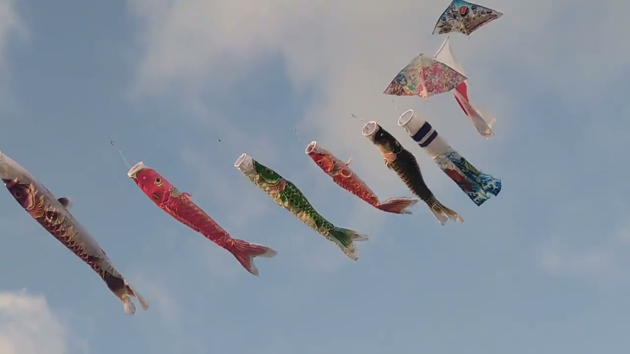 5m鯉のぼり あげました。 - YouTube