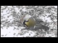unbelievable birds fighting