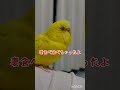 腹の動きがかわいいトリ
