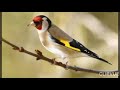 تغريد حسون سناوية نهرية سناوية صرة 