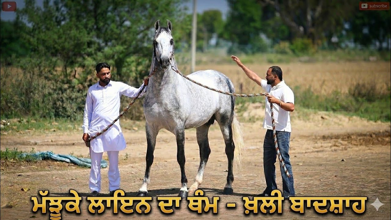 ⁣ਸ਼ਮਸ਼ਾਦ ਕੋਲ ਆ ਮੱਝੂਕੇ ਲਾਇਨ ਦਾ ਥੰਮ,, ਖ਼ਲੀ-ਬਾਦਸ਼ਾਹ,, ਮਜਬੂਤੀ ਤੇ ਸਿਆਣਫ ਦੇਖੋ ਘੋੜੇ ਦੀ 