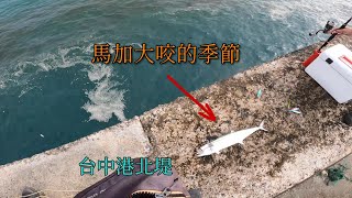 馬加/馬鮫 正季到了,除了竹莢魚之外,台中港還有這種高級目標魚可以釣....#竹筴魚 #馬加 #南投小江 #釣魚 #Fishing #Mancing #釣り