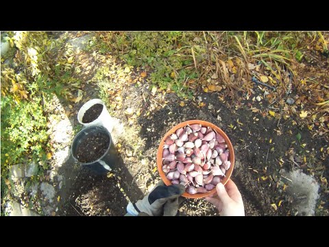Video: Kuidas sibulatest küüslauku kasvatada? Kuidas küüslaugu sibulaid enne istutamist säilitada