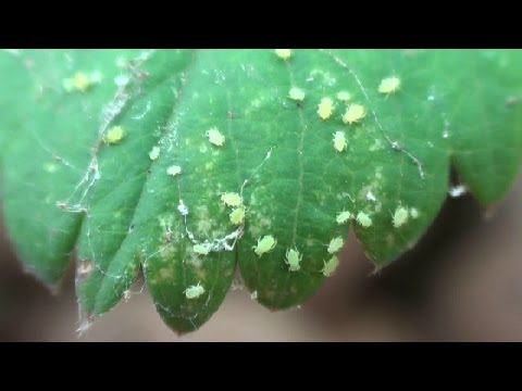white aphids