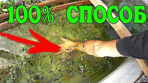 КАК ИЗБАВИТЬСЯ ОТ ЦВЕТЕНИЯ ВОДЫ В ПРУДУ 100% СПОСОБ ! ЦВЕТЕТ ВОДА! ПОЗЕЛЕНЕЛА ВОДА! МУТНАЯ ВОДА!!!