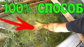 КАК ИЗБАВИТЬСЯ ОТ ЦВЕТЕНИЯ ВОДЫ В ПРУДУ 100% СПОСОБ ! ЦВЕТЕТ ВОДА! ПОЗЕЛЕНЕЛА ВОДА! МУТНАЯ ВОДА!!!