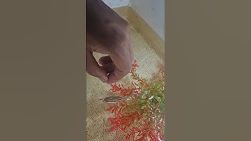 Lóc bông thái ăn gì