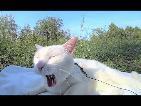 Video: Wie hält man eine Katze davon ab, die ganze Nacht zu miauen?