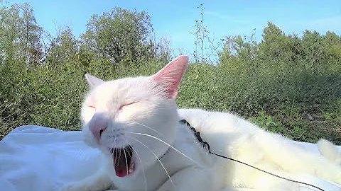 Wie Katzen abends beruhigen?