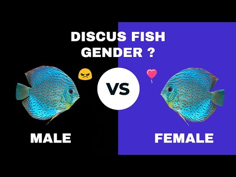كيفية تحديد جنس سمكة الديسكس ذكر أم أنثى
