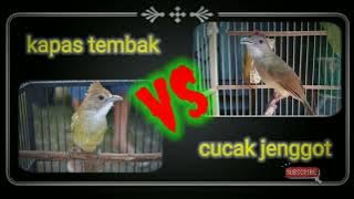 Kapas tembak,cucak jenggot,dan air mengalir durasi 2 jam