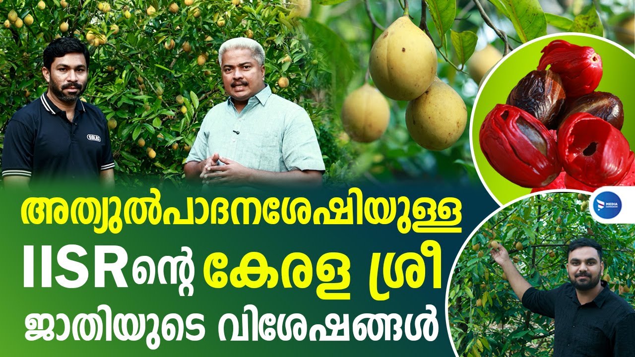 കേരള ശ്രീ ജാതി കൃഷി|ജാതി കൃഷിയിൽ വലിയ വിളവിന്|Jaathi Krishi|Nutmeg farming Kerala|Nirappel nursary