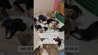 इन मासूमों के लिए1 Like ❤️ 🐾 #shorts #viral #trending #help #dog #puppy #video