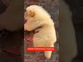 🐶 Chow Chow Male Puppy For Sale | Super Cute Teddy Bear Dog 😍 @Petzz_world #shorts #bichonfrisé