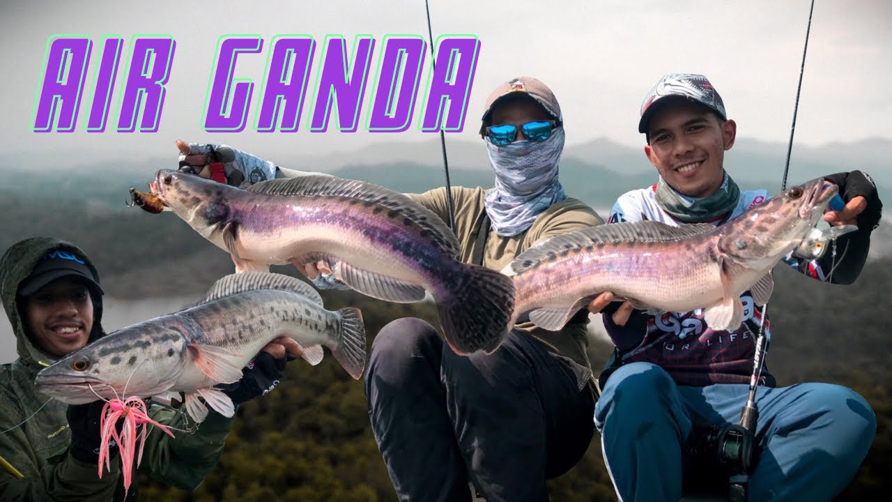 Casting Toman Bujang AIR GANDA | Giant Snakehead Fishing