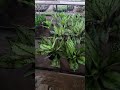 Plants — silent friends that never betray, only bloom 🌿 #Plants #usa