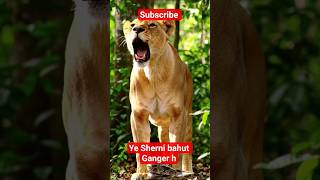 Celebrity A lioness and giant python #shorts  #python #giant #lionesses #battle Wealth