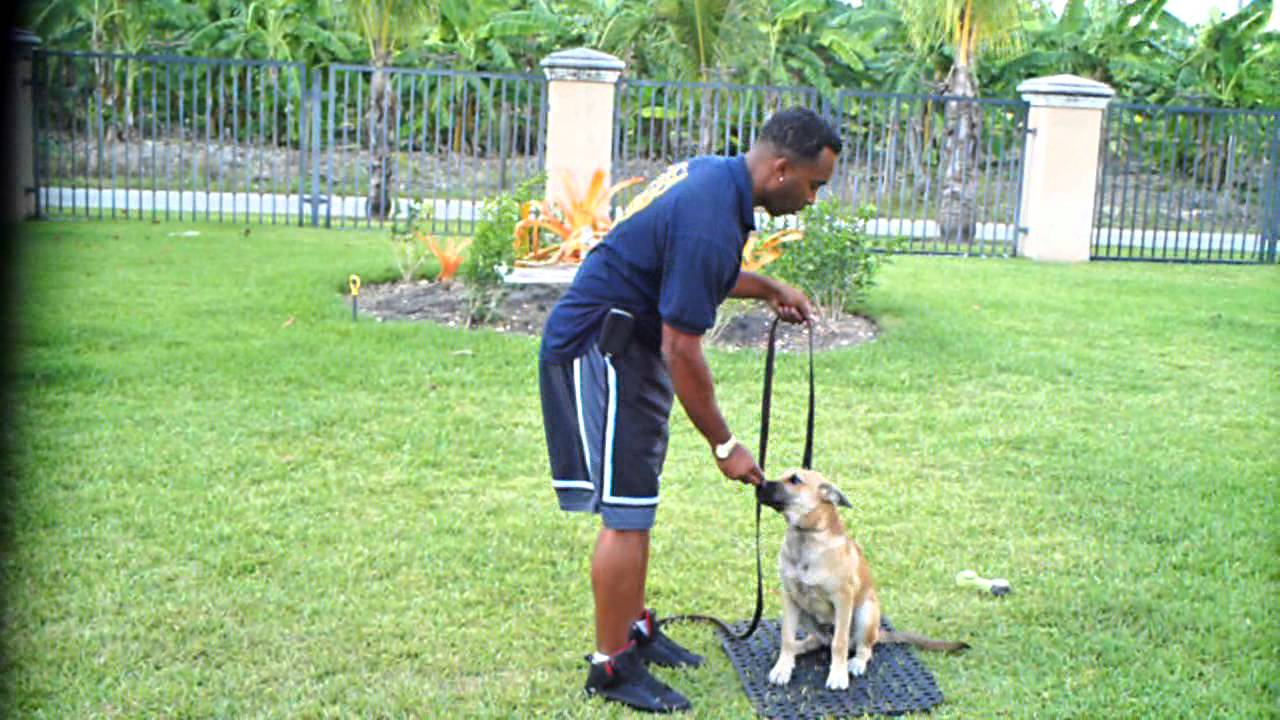 Miami K9 Training ,Dog Training with K9 Enforcement Rick Lherisson