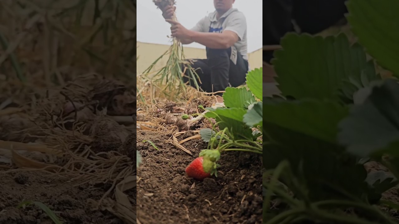 garlic harvesting 