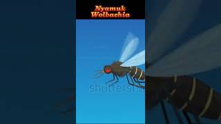 Wolbachia, nyamuk (Kloning) hasil rekayasa genetika #animals #rekayasateknologi #nyamuk #DBD #shorts