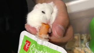 Feeding Time for Dwarf Hamster by R 285 views 1 year ago 6 minutes, 22 seconds