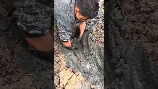 Big Snake In Ghobar Yellow Snake