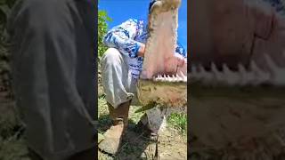 The Real Largemouth Of The Trinity River Alligator Gar