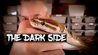The Dark Side of the Ball Python Industry