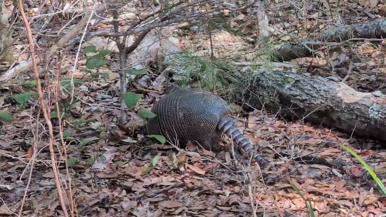 Ceylon South WMA  Mar 5th 2026 #roadtrip #wildlife #camping #hunting #campinggear 