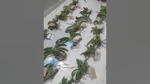 Trâu rừng buôn đôn Alo 0914818080| Đai châu rừng buôn đôn| Ngọc điểm rừng buôn đôn| Nghinh xuân rừng