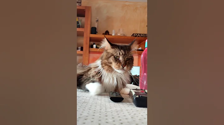 Watch the video about Cotidianidad #Baikal.158Rev.Vivo Maine Coon #mainecoon #cat #gato #shorts