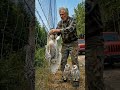A mother owl is trapped in a net, and her chicks are calling to her