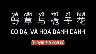 CỎ DẠI VÀ HOA DÀNH DÀNH 野草与栀子花 Nhạc Trung Quốc (Pinyin   Vietsub)