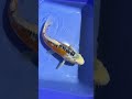 Marusei Shusui, Tosai , 12-25cm, geboren 2025, importiert 2/2026 #koi #koifish