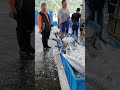 From Ocean to Market Experience the Raw Energy of a Fresh Fish Dock! MP4 1 04 14 2026 Apr 1776171226